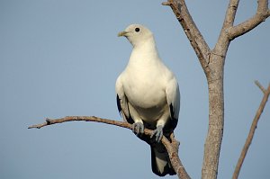 Dove, Pied Imperial Pigeon, 2007-12190942 Darwin, NT